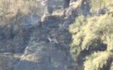 مشاهده سومین پلنگ در سفید کوه خرم آباد