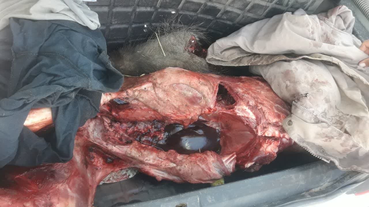 شکارچیان غیر مجاز یک رأس گراز وحشی در شهرستان دلفان دستگیر شدند.