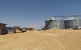 خرید بیش از ۴۸۷ هزار تن گندم از کشاورزان لرستانی