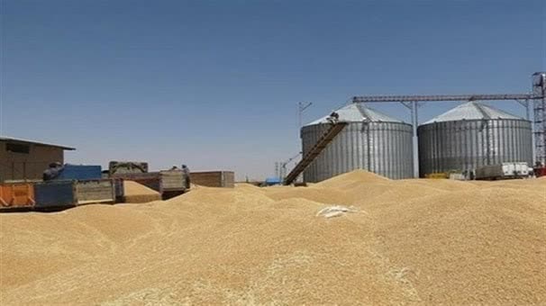 خرید بیش از ۴۸۷ هزار تن گندم از کشاورزان لرستانی