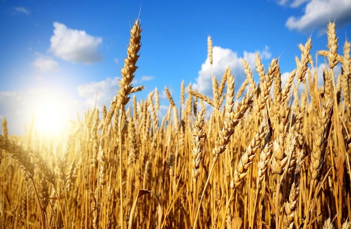 ۱۰۰ هکتار گندم بذری به تولیدات استان اضافه می شود