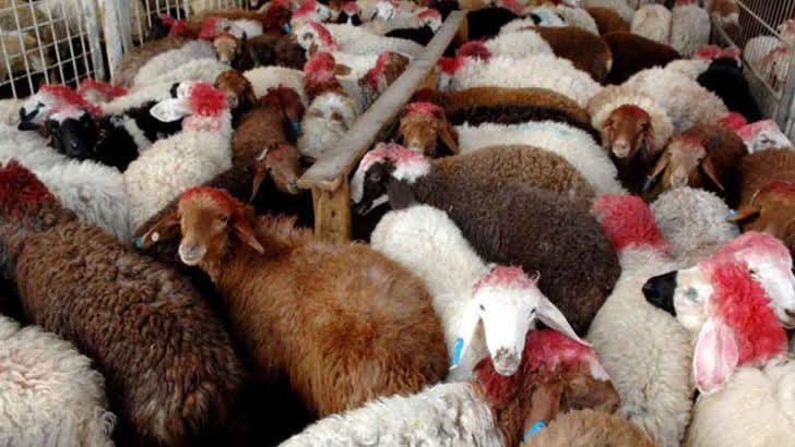 توقیف تریلر حامل ۲۴۰ رأس گوسفند قاچاق در رومشکان